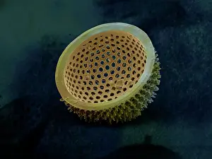 Diatom: Scanning Electron Micrograph (SEM): Marine Diatom