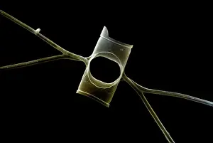 Scanning: Scanning Electron Micrograph (SEM): Marine Diatom
