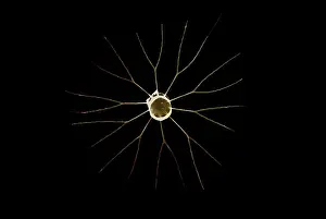 Scanning: Scanning Electron Micrograph (SEM): Marine Diatom