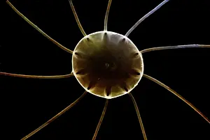 Scanning: Scanning Electron Micrograph (SEM): Marine Diatom