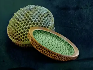 Diatom: Scanning Electron Micrograph (SEM): Marine Diatoms