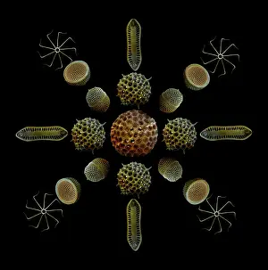 Zooplankton: Scanning Electron Micrograph (SEM): Marine Diatoms