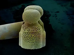Diatom: Scanning Electron Micrograph (SEM): Marine Diatoms