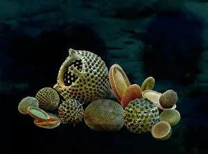 Zooplankton: Scanning Electron Micrograph (SEM): Marine Diatoms