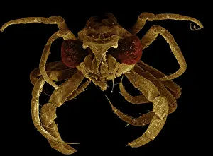 Megalops: Scanning Electron Micrograph (SEM): Megalop