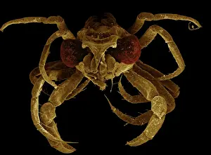 Creepy: Scanning Electron Micrograph (SEM): Megalop