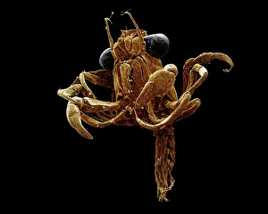Creepy: Scanning Electron Micrograph (SEM): Megalop