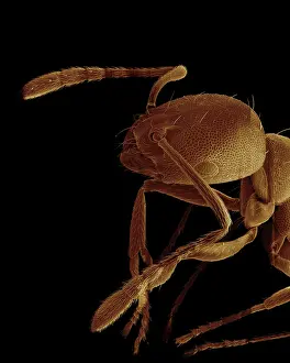 Pharaonis: Scanning Electron Micrograph (SEM): Pharaoh Ant