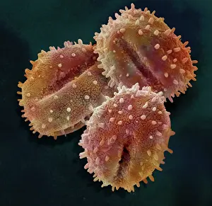 Micro: Scanning Electron Micrograph (SEM); Pollen of Mistletoe
