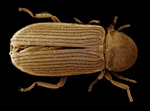 Powder: Scanning Electron Micrograph (SEM): Powder Post Beetle