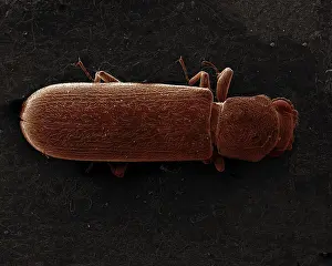 Powder: Scanning Electron Micrograph (SEM): Powderpost Beetle