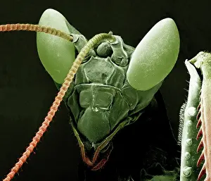 Micro: Scanning Electron Micrograph (SEM): Praying Mantis