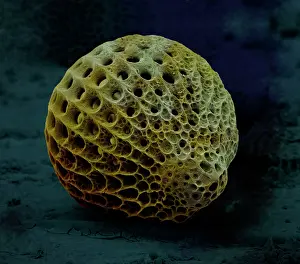 Zooplankton: Scanning Electron Micrograph (SEM): Radiolaria