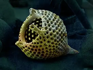 Zooplankton: Scanning Electron Micrograph (SEM): Radiolaria skeleton: