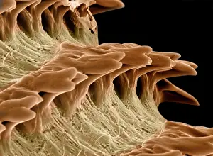 Helix: Scanning Electron Micrograph (SEM): Radula of the