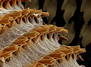 Helix: Scanning Electron Micrograph (SEM): Radula (feeding