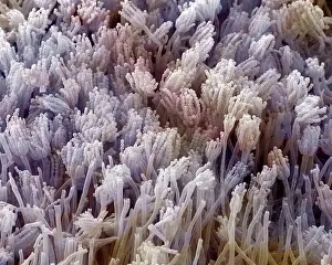 Mold: Scanning Electron Micrograph (SEM) showing fruiting