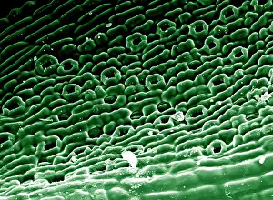 Yews: Scanning Electron micrograph (SEM) showing stomata