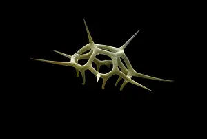 Phytoplankton: Scanning Electron Micrograph (SEM): Silicoflagellate