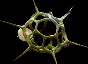 Phytoplankton: Scanning Electron Micrograph (SEM): Silicoflagellate