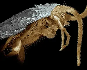 Saccharina: Scanning Electron Micrograph (SEM): Silverfish