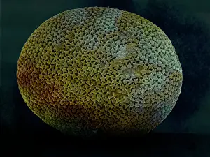 Sponges: Scanning Electron Micrograph (SEM): Sponge sclerite