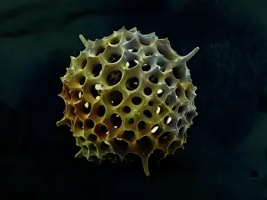 Zooplankton: Scanning Electron Micrograph (SEM): Spumellarian Radiolaria