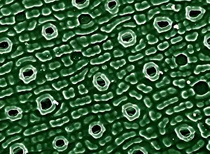 Pore: Scanning Electron Micrograph (SEM): Stomata of Yew Leaf