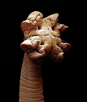 Tapeworm: Scanning Electron Micrograph (SEM): Tapeworm from shark