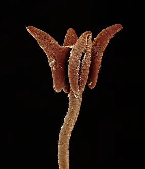 Tapeworm: Scanning Electron Micrograph (SEM): Tapeworm from shark