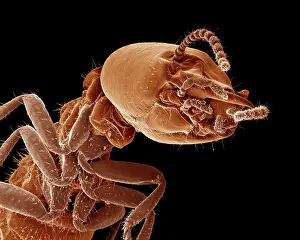 Reticulitermes: Scanning Electron Micrograph (SEM): Termite (worker)