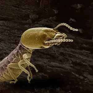 Reticulitermes: Scanning Electron Micrograph (SEM): Termite (worker)