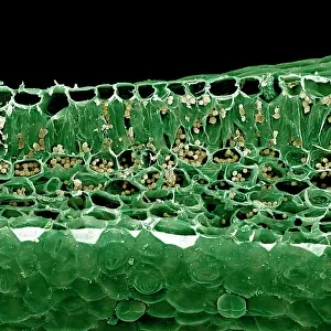Cells: Scanning Electron micrograph (SEM): Vertical section