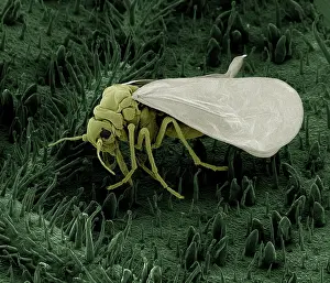 Whiteflies: Scanning Electron Micrograph (SEM): Whitefly