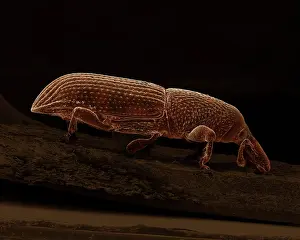 Weevils: Scanning Electron Micrograph (SEM): Wood-boring Weevil