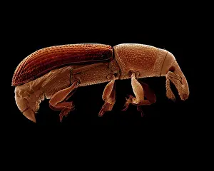 Creepy: Scanning Electron Micrograph (SEM): Wood Boring Weevil