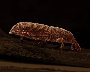 Scanning: Scanning Electron Micrograph (SEM): Wood-boring Weevil