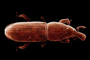 Micro: Scanning Electron Micrograph (SEM): Wood-boring Weevil