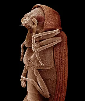 Punctatum: Scanning Electron Micrograph (SEM): Woodworm or
