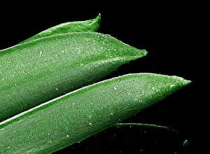 Yews: Scanning Electron micrograph (SEM): Yew Leaf