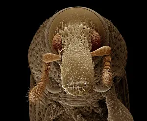 Creepy: Scanning Electron Micrograph: Woodboring Weevil
