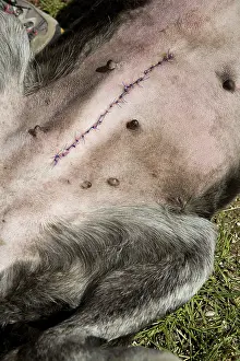 Operation: Scar on a bitch after an uterine infection