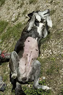 Operation: Scar on a bitch after an uterine infection
