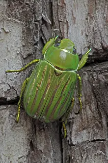 Gloriosa: Scarab Beetle