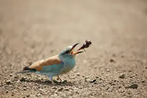 Coracias: Scarab Beetle