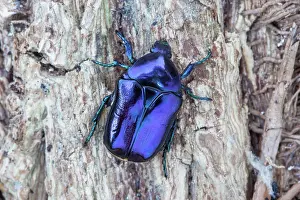 Luster: Scarab beetle (Eupotosia mirifica), Paiolive, Ardeche