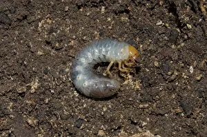 Scarabaeidae: Scarab Beetle Larva - West Bali National Park, near Menjanga