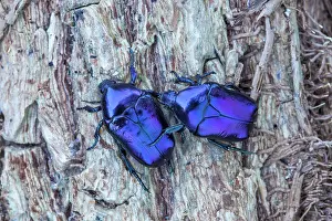 Luster: Scarab beetles (Eupotosia mirifica), Paiolive, Ardeche