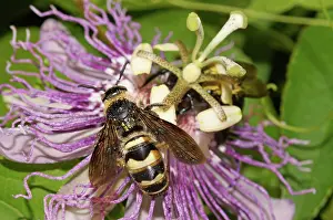 Pollinating: Scarab-Hunter Wasp