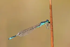 Scarce: Scarce Blue Tailed Damselfly